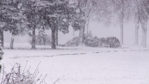 皑皑白雪的公园14秒视频