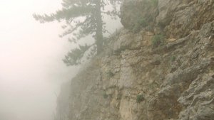 山坡上雾中的松树13秒视频