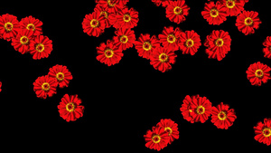 红色的花落在黑色背景上20秒视频