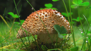 小草间的蘑菇8秒视频