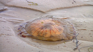 海洋生物水母14秒视频