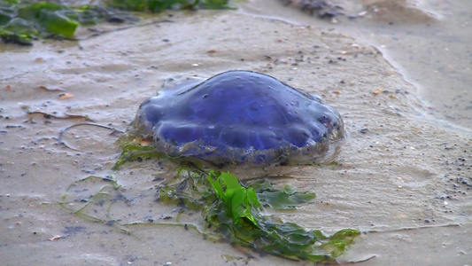 沙滩上的水母视频