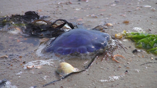 海滩上的水母视频