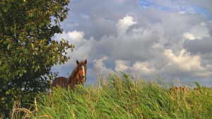 一匹马站在碧草蓝天下吹风16秒视频