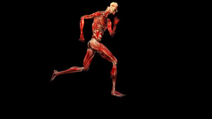 解剖肌肉运行循环运动20秒视频