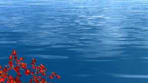 红色枫叶在湖面上摇动10秒视频