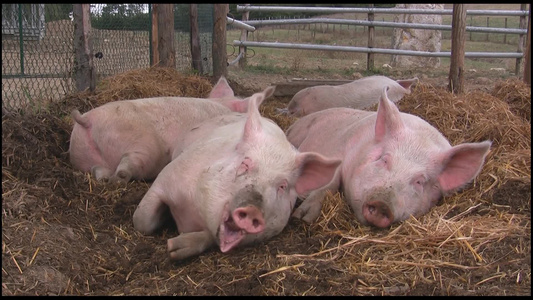农场中两只熟睡的猪视频