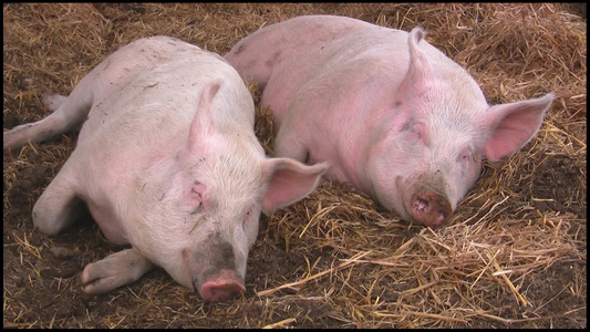 两只在农场里熟睡的猪视频