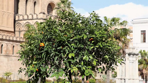 西西里岛巴勒莫的橘子树14秒视频
