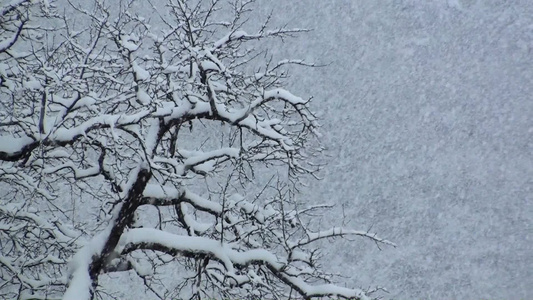 冬季下雪时的森林视频