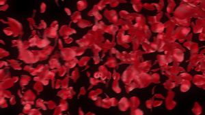 飘动的红色玫瑰花瓣16秒视频