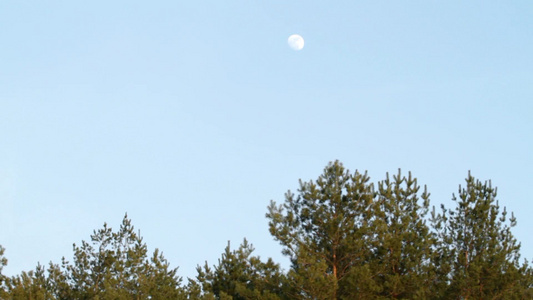 松枝上的月亮视频