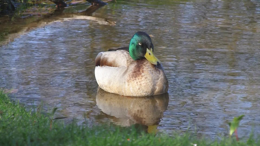 池塘里的绿头鸭视频
