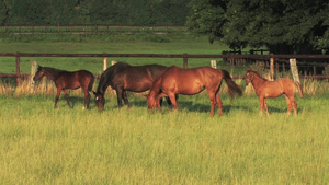 大自然的牧场上吃草的马儿8秒视频