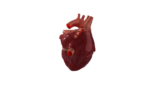 3D旋转的心脏视频