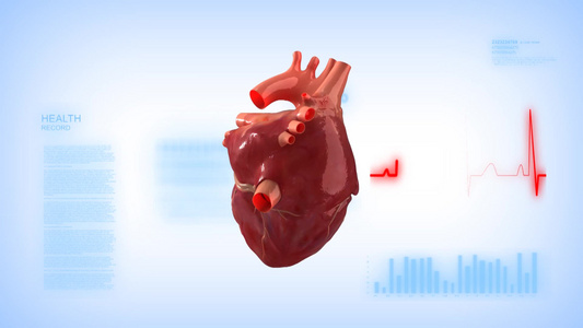 旋转真实的人类心脏与脉搏痕迹视频