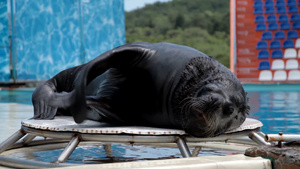 海狮拍脚蹼6秒视频