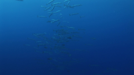 深海中的鱼群视频
