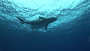 深海银尖鲨12秒视频