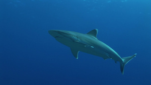 在海底游泳的银尖鲨11秒视频