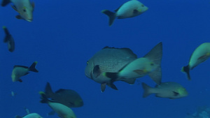 海底热带鱼群5秒视频