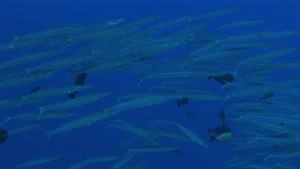 深海的大眼梭鱼群17秒视频