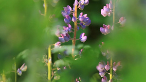 森林里的植物特写13秒视频