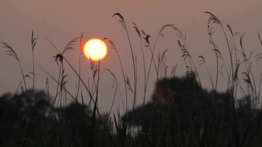 夕阳下在风中摇曳的芦苇视频