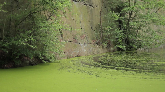 长满绿色苔藓的湖水视频