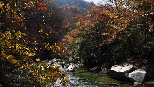 秋天在山间溪水游玩的游客[涧水]视频