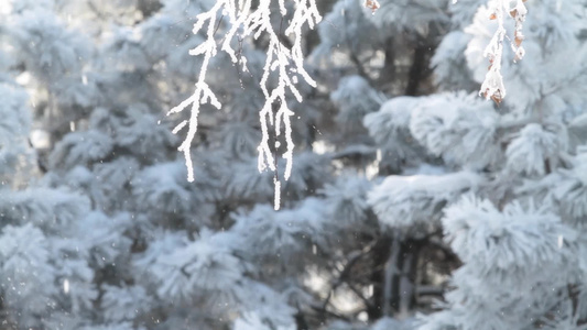  冬天的早晨阳光下树枝被厚厚的雪覆盖着视频