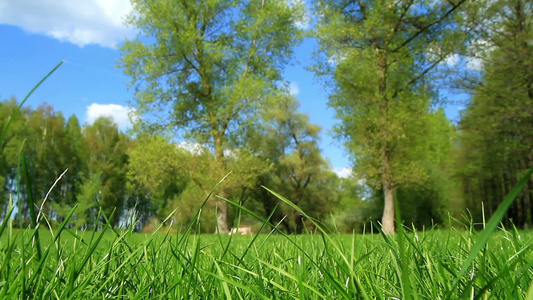 公园绿色草坪视频