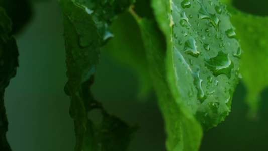 绿叶上的雨滴视频