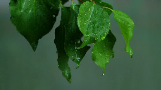 雨滴打在绿叶子上视频