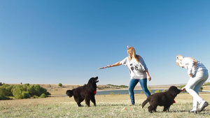 母女和两只纽芬兰狗在草坪上玩耍28秒视频