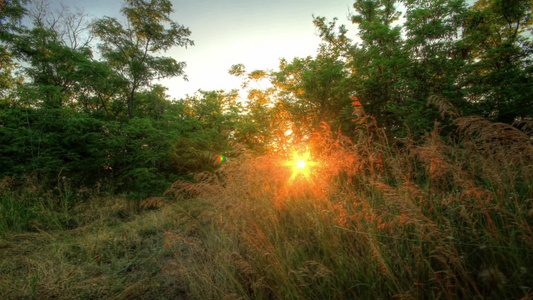 阳光透过森林里的树木视频