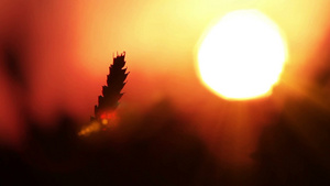 日落背景上小麦的轮廓28秒视频