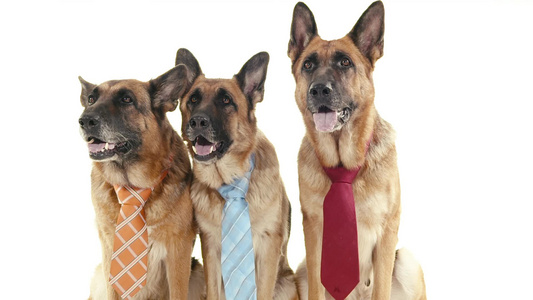 三只带领带的有趣的纯种德国牧羊犬视频