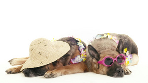 两只带帽子和太阳镜的有趣的纯种阿尔萨斯狗22秒视频
