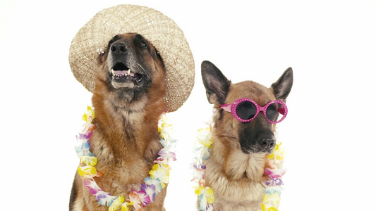 带帽子和太阳镜的纯种德国牧羊犬视频