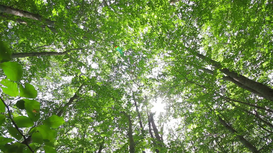 温暖的阳光透过林间缝隙视频