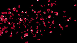 玫瑰花瓣飞行粒子20秒视频