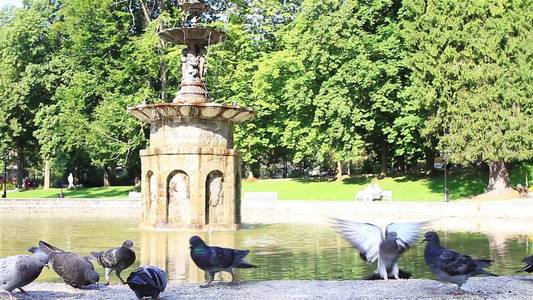 城市公园喷泉上的鸽子视频