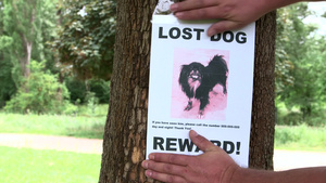 宠物主人在街区大树上张贴寻找丢失狗的海报提供奖励20秒视频