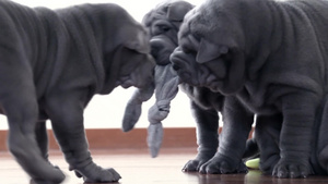 三只灰色小狗争抢一个玩具29秒视频