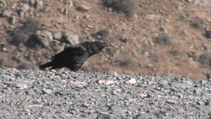 戈壁滩上的乌鸦11秒视频