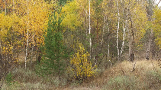 秋季美丽的树林视频