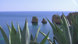 葡萄牙海岸上的仙人掌13秒视频