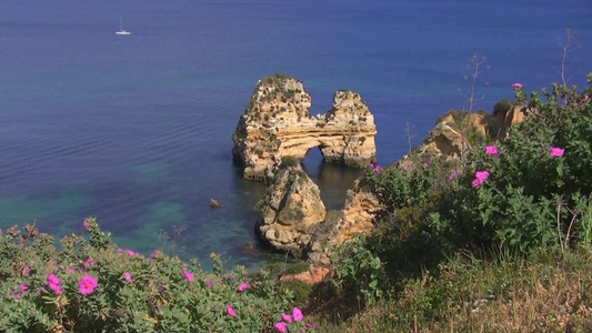 海边沿岸花草丛视频