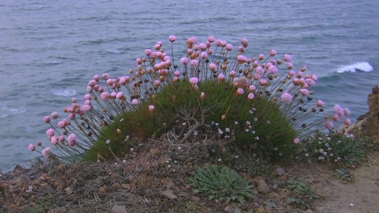 海滩边的野花视频